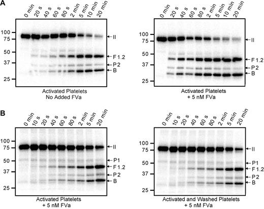 Figure 3. Cleavage of prothrombin by prothrombinase assembled on the activated platelet surface. Thrombin-activated platelets (1 × 108/mL) were incubated with 1.4μM human prothrombin containing trace 125I-prothrombin and 3μM DAPA. Prothrombinase assays were initiated by addition of 5nM factor Xa; aliquots were removed at timed intervals and analyzed by SDS-PAGE followed by phosphorimaging. (A) The assays were performed either relying on the platelet-released factor Va (left panel) or adding 5nM plasma-derived factor Va to saturate all factor Va binding sites on the platelet surface (right panel). (B) Prothrombin activation was similarly followed on the surface of either thrombin-activated platelets (left panel) or thrombin-activated platelets that had been washed 3 times after activation to remove any soluble materials released by the platelets (right panel). Under both conditions, plasma-derived factor Va (5nM) was added to saturate the activated platelet surface. All panels are labeled as described in Figure 2.