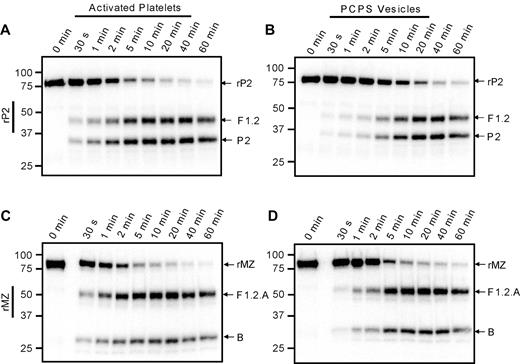 Figure 4. Cleavage of prothrombin variants by prothrombinase assembled on activated platelets or PC/PS vesicles. Prothrombinase assays were performed, as described in the legend to Figure 3, using either the prothrombin variant rP2 (A-B), which may only be cleaved at Arg271 to generate fragment 1.2 (F1.2) and prethrombin-2 (P2), or rMZ (C-D), which may only be cleaved at Arg320 to generate meizothrombin consisting of F1.2.A and B chains. Reactions were performed using either: (A,C) 1 × 108/mL thrombin-activated platelets, 5nM factor Xa, and 5nM factor Va; or (B,D) 20μM PC/PS vesicles, 5nM factor Xa, and 0.5nM factor Va. Aliquots were removed at timed intervals and analyzed by SDS-PAGE followed by phosphorimaging. The locations of rP2, rMZ, and their cleavage products are indicated at the right of each panel. Time points are indicated at the top, and molecular weight markers are indicated on the left.