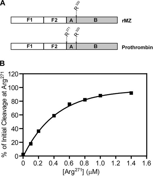 Figure 6. Competition between Arg271 and Arg320 within the same prothrombin molecule for cleavage by prothrombinase assembled on the activated platelet membrane. (A) To titrate the Arg271 cleavage site within the same molecule as the Arg320 cleavage site, prothrombinase assays were performed using mixtures of prothrombin (containing both Arg271 and Arg320 as potential cleavage sites) and rMZ (containing only Arg320). (B) Reactions were performed, and data were analyzed as described in Figure 5, to determine the rate of generation of fragment 1.2.A as an indication of initial cleavage at Arg320, and of fragment 1.2 as an indication of initial cleavage at Arg271. Data are represented as the concentration of Arg271 versus the percentage of initial cleavage at Arg271.