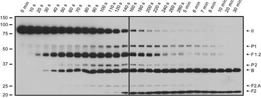 Figure 7. Prothrombin activation on the surface of collagen-activated platelets. Isolated platelets (3 × 108/mL) were incubated with 1.4μM human prothrombin. Platelet activation and prothrombinase assembly and function were simultaneously initiated by addition of 0.1 mg/mL collagen and 5nM factor Xa. Aliquots were removed at timed intervals and analyzed by SDS-PAGE followed by Western blotting using a polyclonal antibody against prethrombin-1, which recognizes prothrombin (II), prethrombin-1 (P1), fragment 1.2.A, fragment 1.2 (F1.2), prethrombin-2 (P2), the B chain, fragment 2.A (F2.A), and fragment 2 (F2). The panel is labeled as described in Figure 2. The vertical line was inserted to indicate samples run on 2 separate gels.