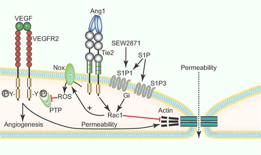 Rac1 signaling facilitates vascular endothelial growth factor (VEGF)–stimulated angiogenesis. Engagement of its endothelial cell receptor VEGFR2 by VEGF induces phosphorylation of cytoplasmic tyrosines that initiate proangiogenic signaling and increases vascular permeability, in part by disrupting endothelial cell-cell junctions. Angiogenic responses induced by VEGF in vivo tend to be unstable unless a second signal is present, which can be provided by angiopoietin-1 (Ang1) binding to its signaling receptor Tie2 or by sphingosine 1-phosphate (S1P) binding to its G protein–coupled signaling receptors S1P1 or S1P3. Hoang and coworkers show that Tie2 and S1P1 signaling activates Rac1, and active Rac1 alters the endothelial cell–actin cytoskeleton and cell-cell junctions to decrease permeability of newly formed vessels in vitro and in vivo.1 Previous studies have shown that Rac1 also activates endothelial cell NADPH oxidases (Nox) to produce reactive oxygen species that reversibly oxidize and inactivate protein tyrosine phosphatases (PTP) that limit the duration of proangiogenic signaling through VEGFR2. (Professional illustration by Paulette Dennis.)