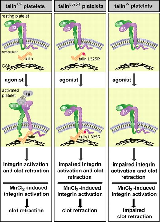 Talin-dependent integrin activation and association with the actin cytoskeleton is required for fibrin clot retraction. Haling and colleagues show that wild-type, but not talin-deficient (talin−/−), platelets undergo normal agonist-induced integrin activation and fibrin clot retraction. TalinL325R platelets also show impaired integrin activation and clot retraction despite the ability of talinL325R to interact with β-integrins and the actin cytoskeleton (CSK). The clot retraction defect in talin−/− platelets may result from loss of talin-dependent integrin activation or talin-dependent linkage of integrins to the cytoskeleton. To dissect these talin-dependent effects, artificial activation of integrins with manganese chloride (MnCl2) rescued clot retraction in wild-type and talinL325R, but not talin−/−, platelets, indicating that both talin-dependent integrin activation and linkage of integrins to the actin cytoskeleton are required for fibrin clot retraction. Fg indicates fibrinogen.