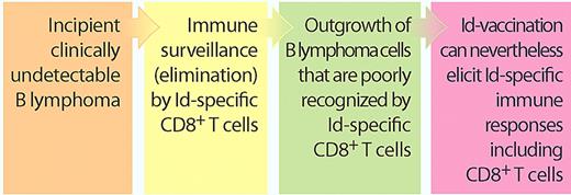 B lymphomas escape Id-specific killer T cells: does this preclude Id vaccination? Recent in silico findings by Veelken and coworkers suggest that B lymphoma–derived Ig V-region Id peptides bind poorly to the patient's own HLA class I molecules, indicating that only lymphoma cells which escape immunosurveillance by Id-specific CD8+ T cells progress into clinical cancers.2 Nevertheless, they now show that Id vaccination of patients can elicit Id-specific responses including CD8+ responses.1 These results indicate that B-lymphoma patients are not totally devoid of lymphoma-reactive Id-specific CD8+ T cells and that these can be stimulated by vaccination with patient Fab fragments produced in bacteria. (Professional illustration by Paulette Dennis.)