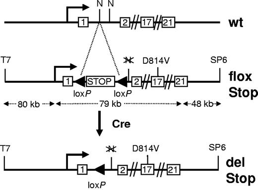 Figure 1. Overview of the kitD814Vflox transgenic construct. The transgene is based on bacterial artificial chromosome clone RPCI 23–274L11 containing the entire kit genomic sequence along with abundant flanking DNA. The activating point mutation (D814V) was introduced into exon 17, and a loxP-flanked transcriptional/translational stop cassette (STOP) was recombined into intron1–2. The wild-type (wt) kit locus and the transgenic kit allele before (flox Stop) and after Cre-mediated deletion of the stop element (del Stop) are shown. T7 and SP6 indicate promoter fragments at the ends of the vector backbone; and N, NotI restriction site. Sizes are in kilobases (kb), not drawn to scale.