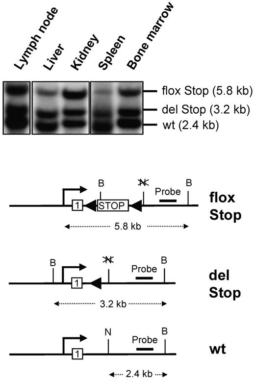 Figure 2. Southern blot analysis of Cre-mediated deletion of the stop element in induced kitD814Vflox Mx1-Cre animals. Southern blot analysis of genomic DNA extracted from lymph node, liver, kidney, spleen, and bone marrow from kitD814Vflox Mx1-Cre mice induced by intraperitoneal injections of pI:C. The Southern blot strategy based on a NotI (N) and BamHI (B) double digestion and an intron1–2-specific probe discriminates between the repressed transgene (flox Stop), kitD814V after Cre-mediated deletion of the stop cassette (del Stop), and the genomic wild-type kit allele (wt). Not drawn to scale.