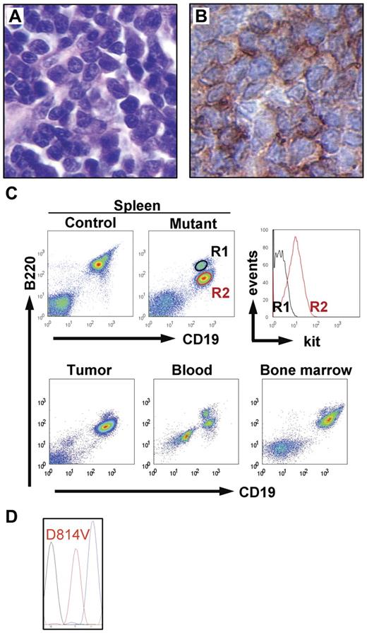 Figure 4. Hematopoietic neoplasia in kitD814Vflox Mx1-Cre animals. Fifteen of 39 kitD814Vflox Mx1-Cre animals developed B-cell lineage malignancy in addition to mastocytosis. (A) Histology of a solid lymphoid tumor (hematoxylin and eosin staining, 40×/0.75 NA objective). (B) Tumor cells showed immunoreactivity for the B-lineage marker B220 (40×/0.75 NA objective). (C) Top panel: Flow cytometric analysis of spleen cell suspensions from a control mouse and a kitD814Vflox Mx1-Cre animal that displayed leukemic disease with large nodular tumors. In addition to the normal splenic B-cell population (R1), a population of CD19+ B220 intermediate cells (R2) expressing kit (right panel) appears in the mutant mouse. Bottom panel: The same populations of normal B cells and neoplastic cells were identified in tumor cell suspensions, blood, and bone marrow (neoplastic B220 intermediate cells dominate in tumor and bone marrow). (D) Sequence analysis of reverse-transcribed polymerase chain reaction product obtained from neoplastic B-lineage cells detected only kitD814V, but not wt kit transcript.