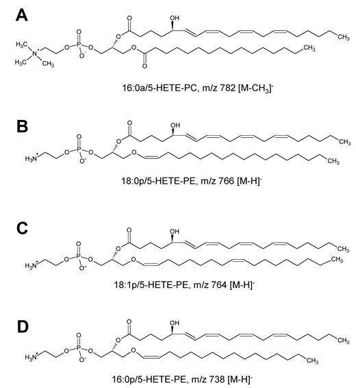 Figure 2. Structures of 5-HETE-PC and -PE generated by human neutrophils.