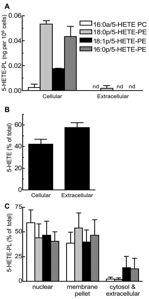 Figure 5. 5-HETE-PLs are associated with membrane fractions and not released after activation of neutrophils. Cells were activated with LPS and fMLP. Neutrophils were centrifuged to separate cells from extracellular supernatant before lipid extraction and analysis. (A) 5-HETE-PLs were retained in the cell pellet. (B) Free 5-HETE is both retained in the cell and released into the extracellular media. n ≥ 3; mean ± SEM data presented from 1 experiment and representative of 3. (C) After lysis by N2 cavitation, neutrophils were fractionated by centrifugation before lipid extraction and analysis with LC/MS/MS; mean ± SEM data are pooled from 3 independent experiments.