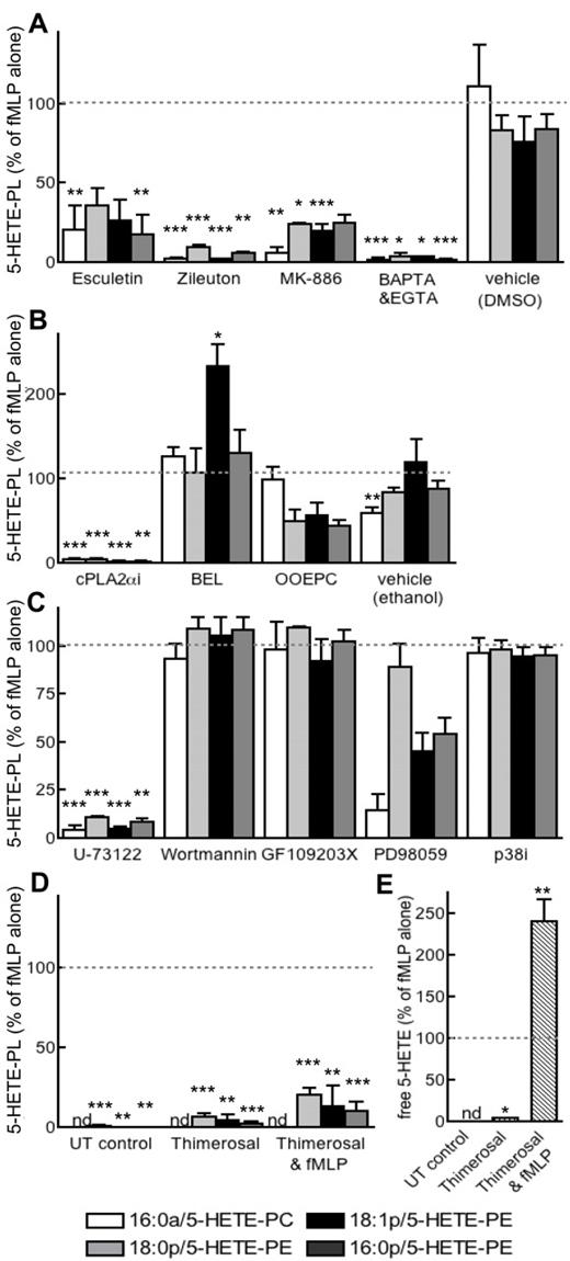 Figure 6. Generation of 5-HETE-PLs requires 5-LOX, FLAP, Ca2+, cPLA2, and PLC and occurs by re-esterification of free 5-HETE. Neutrophils were activated with fMLP after preincubation with inhibitors as described. Lipids were extracted and analyzed with the use of LC/MS/MS. (A) Inhibition of 5-LOX (zileuton, 10μM; esculetin, 50μM), FLAP (MK-886; 1μM), cPLA2α Inhibitor (cPLAi; 10μM), or calcium chelation (BAPTA-AM, BAPTA, 10μM; and EGTA, 1mM) prevented formation of 5-HETE-PLs. (B) Inhibition of cPLA2 (cPLA2αi; 1.2μM) or secretary PLA2 (OOEPC; 10μM), but not of iPLA2 (BEL; 100nM), prevented 5-HETE-PL formation. (C) Inhibition of PLC (U-73122; 5μM) or MEK1 (PD98059; 50μM), but not p38 MAPK (p38 MAP Kinase Inhibitor, P38i; 100nM) or PKC (GF109203X; 100nM) prevented 5-HETE-PL formation. (D) Inhibition of lysophospholipid acyltransferase enzymes with thimerosal (100μM) inhibited formation of 5-HETE-PLs by fMLP-activated neutrophils. (E) Thimerosal (100μM) enhanced formation of free 5-HETE by fMLP-activated neutrophils. n ≥ 3; mean ± SEM data presented from 1 experiment and representative of 3; data expressed as percentage of formation in response to fMLP alone. *P < .05, **P < .01, and ***P < .001 versus fMLP alone.