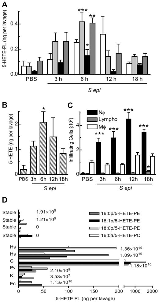 Figure 7. 5-HETE-PLs are formed during acute bacterial peritonitis in mice and humans. (A-C) Formation of 5-HETE-PLs in murine live bacterial peritonitis. S epidermidis (5 × 108 cfu/mouse) was administered intraperitoneally, and lavage was harvested 3, 6, 12, or 18 hours later (n = 4 mice; mean ± SEM). Lipids were extracted and analyzed with LC/MS/MS (A) Time course of formation of 5-HETE-PLs. (B) Time course of formation of free 5-HETE. (C) Time course of cellular infiltration, neutrophils (Nϕ), macrophages (Mϕ), and lymphocytes (Lympho) n = 4; *P < .05, **P < .01, and **P < .001 versus phosphate-buffered saline (PBS). (D) 5-HETE-PLs were elevated in patients with confirmed bacterial infection but not in lavage from patients who were culture negative or from stable control patients. Lipids were extracted and analyzed with LC/MS/MS The numbers to the right of the bars indicate the number of infiltrating neutrophils per lavage. Hs indicates Hemolytic streptococcus; C, Corynebacterium; Pv, Proteus vulgaris; K, Klebsiella and Ec, Escherichia coli.