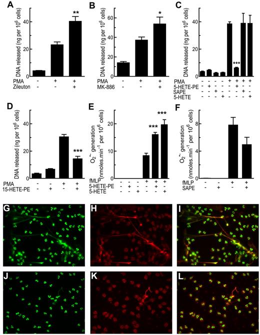 Figure 8. HETE-PEs regulate NET formation and superoxide generation by neutrophils. (A-D,G-L) Adherent neutrophils (24-well plate; 106 cells/well) were activated with PMA for 30 minutes, after a 10-minute preincubation with inhibitor or lipid. The supernatant was removed and centrifuged to ensure no cells were present, and NET formation was quantified by fluorescent assay for DNA. (A) Zileuton (10μM) increased NET formation in response to PMA. (B) MK886 (1μM) increased NET formation in response to PMA. (C) Exogenous 5-HETE-PE, but not SAPE (both 10μM), reduced NET formation in response to PMA (D) Exogenous 15-HETE-PE (10μM) reduced NET formation in response to PMA. (E) Superoxide generation was measured by reduction of cytochrome c at 550 nm with activation by 1μM fMLP, after10 minutes of preincubation with 5-HETE-PE or 5-HETE (10μM). (F) Superoxide generation was determined as in panel E with 10 minutes of preincubation with SAPE (1μM). (G-I) Representative fluorescent images of immunostaining of NETs by PMA-activated neutrophils. (J-L) Representative images of neutrophils pretreated with exogenous 15-HETE-PE before activation with PMA. Images show staining for histone H1 (green; G,J), myeloperoxidase (red; H,K), or overlay images (I,L). n = 4; mean ± SEM. Data presented from 1 experiment and representative of ≥ 3; * P < .05, ** P < .01, and *** P < .001 vs activated.