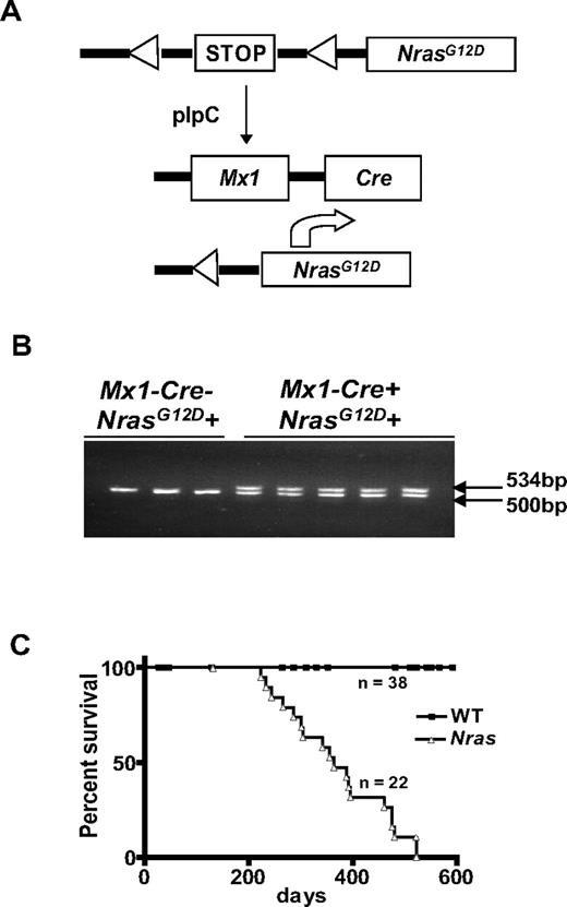 Figure 1. Reduced survival of Mx1-Cre, NrasG12D mice. (A) Injecting Mx1-Cre, NrasG12D mice with poly I:C excises a transcriptional repressor (“STOP”) cassette and induces NrasG12D expression from the endogenous genetic locus. (B) The recombined NrasG12D allele is detected in blood cells 3 weeks after a single injection of poly I:C (250 μg) in mice that inherited the Mx1-Cre transgene (Mx1−Cre+) but not in Mx1−Cre− littermates. The DNA fragments amplified from the WT and recombined alleles migrate at 500 and 534 bp, respectively. (C) Kaplan-Meier survival curves of Mx1-Cre, NrasG12D (n = 22) and control WT littermates (n = 38) in the C57BL6/129Sv/jae F1 background (P < .0001).