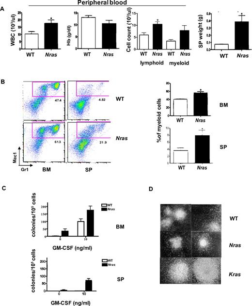 Figure 2. Myeloproliferation in Mx1-Cre, NrasG12D mice. Hematopoietic tissues from F1 Mx1-Cre, NrasG12D mice (Nras, n = 14) that appeared well at 6 months of age were analyzed in parallel with specimens from WT littermates (n = 10). (A) Peripheral blood analysis and spleen weight from Mx1-Cre, NrasG12D mice and WT littermates. P value for the mean white blood cell counts, hemoglobin concentrations (Hb), peripheral lymphocyte and myeloid cell (neutrophils and monocytes) counts, and spleen (SP) weights are .0356, .1825, .0084, .1093, and .0053, respectively. (B) Flow cytometric analysis of bone marrow cells (BM) and splenocytes (SP) with the myeloid markers Gr1 and Mac1. The frequency of the cells in the red gate (mac1+Gr1low and Mac1+Gr1+) was used to calculate the percentage of myeloid cells. A summary of 14 Nras mutant and 10 WT animals is shown on the right. P values for bone marrow and spleen are .0015 and .0379, respectively. (C) CFU-GM colonies were enumerated from WT and Nras mutant BM and SP in methylcellulose cultures containing no cytokines or a saturating dose concentration of GM-CSF (10 ng/mL). (D) Morphology of CFU-GM colonies from WT, Mx1-Cre, NrasG12D (Nras), and Mx1-Cre, KrasG12D (Kras) BM (original magnification × 40).