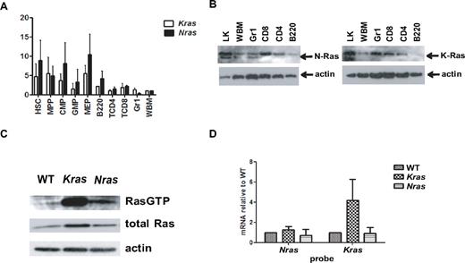 Figure 6. Ras expressions and protein activities. (A) Quantitative reverse-transcribed PCR was performed to determine Nras and Kras mRNA levels in normal hematopoietic cells that were sorted from bone marrow of 3-month-old WT F1 mice. Different populations were defined according to Figure 3A. The level of GAPDH was used as a loading control. The relative levels of Nras or Kras to GAPDH were determined in 4 independently sorted bone marrow samples. Expression in whole marrow (WBM) was normalized to a value of 1 for comparison with subpopulations. (B) Western blot of subpopulations from 3-month-old F1 bone marrow probed with N-Ras and K-Ras specific antibodies. Actin level was used as a loading control. (C) Activated, GTP-bound Ras proteins were immunoprecipitated from WT, Kras mutant, and Nras mutant cells and probed with pan Ras antibody (top). Total protein lysates were probed with pan Ras (middle) and actin (bottom) antibodies. (D) Quantitative reverse-transcribed PCR of Nras and Kras mRNAs from WT, Kras mutant, and Nras mutant bone marrow cells.