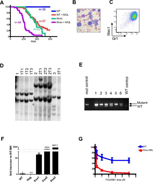Figure 7. NrasG12D cooperates with MOL4070LTR to induce AML. (A) Kaplan-Meier survival curves of WT and Mx1-Cre, NrasG12D pups that were injected with MOL4070LTR (+MOL) and of littermate controls that did not receive this virus (−MOL). Mx1-Cre, NrasG12D mice in the +MOL cohort show significantly shorter survival than WT littermates +MOL (P < .0001) or the Mx1-Cre, NrasG12D −MOL group ( < .0001). (B) Blood smear from a Mx1-Cre, NrasG12D mouse with AML. Slides were examined by Nikon Eclipse E400 microscope with 40×/0.75 NA oil objective. Picture was taken with Nikon Coolpix 5000 camera and analyzed with Adobe Photoshop CS3. (C) Flow cytometry demonstrating Mac1 and Gr1 expression on myeloblasts. (D) Southern blot analysis with a probe to the MOL4070 LTR sequences demonstrates that Mx1-Cre, NrasG12D leukemias are clonal. Primary AMLs (1, 2, and 3) were transplanted into sublethally irradiated recipients (labeled as 1T1, etc). (E) Semiquantitative PCR with primers that amplify both WT and mutant Nras allele demonstrates the loss of the WT allele in most Nras mutant AMLs (the amplification product corresponding to the WT Nras allele is not visible in lanes 1 and 2, and greatly reduced in intensity in lanes 3, 5, and 6). (F) Evi1 expression measured by quantitative reverse-transcribed PCR in WT whole bone marrow (WT), AML that does not have Evi1 integration (Neg), and 3 AMLs that harbor Evi1 integrations (Pos1, Pos2, and Pos3). The level of Evi1 was normalized to expression of GAPDH and presented as fold increase compared with the level in the WT whole bone marrow. Error bars represent SD from triplicates. (G) Blast colony growth from Nras mutant AMLs (red line) is hypersensitive to the MEK inhibitor PD0325901 compared with CFU-GM colony growth from WT marrow (blue line). Colony growth was assayed in methylcellulose cultures containing a saturating dose of GM-CSF (10 ng/mL) over a range of PD0325901 concentrations.