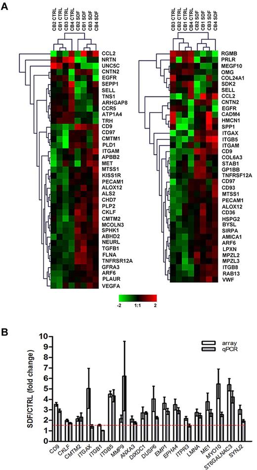 Figure 1. Microarray analysis and validation. (A) Differential gene expression of cord blood CD34+ cells (n = 4) in response to SDF-1 (100 ng/mL) was analyzed by Affymetrix HG-U133 Plus 2.0 GeneChip software. Hierarchical analysis of the SDF-1–modulated genes involved in cell motility (left panel) and cell adhesion (right panel) were performed using the Euclidean distance metric. The color scale represents log2 normalized signal intensity. CTRL, control. (B) Differential expression of 18 SDF-1–induced genes was validated by qPCR in CD34+ cells derived from the same cord blood samples used in microarray experiments (n = 4) plus CD34+ cells from an independent cohort of cord blood (n = 4-6). Gene expression levels were calculated by the comparative CT method and are represented as the fold change of gene expression level in SDF-1–treated cells compared with control untreated cells. The red dashed line represents the 1.5-fold cutoff. Results are depicted as means ± SEM.