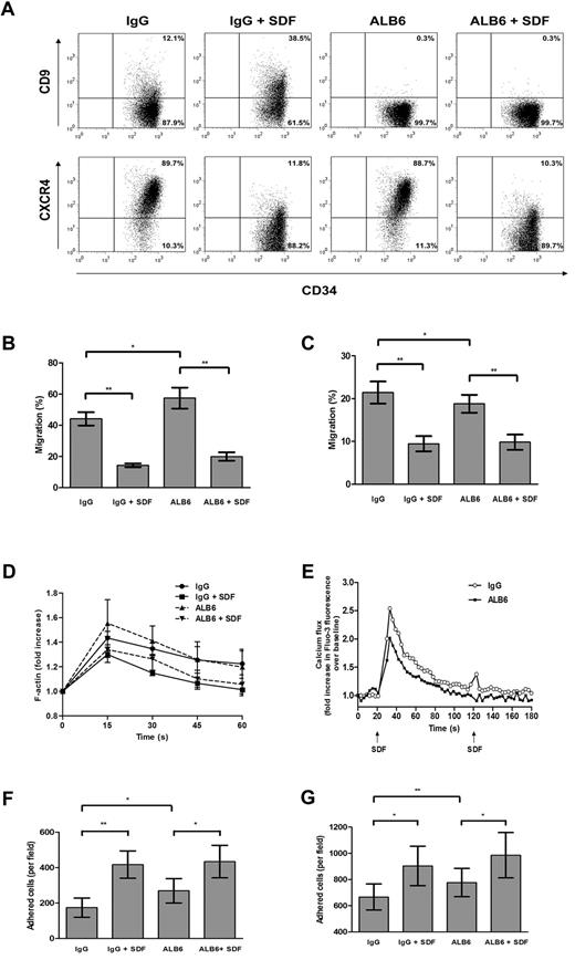 Figure 4. Effects of neutralizing anti-CD9 mAb on in vitro homing-related functions of cord blood CD34+ cells. (A) Cells were cultured in the presence of an anti-CD9 mAb (ALB6; 10 μg/mL) or an irrelevant isotypic control mAb (IgG; 10 μg/mL), or pretreated with SDF-1 (100 ng/mL) for 4 hours in the presence of the anti-CD9 mAb (ALB + SDF-1) or the isotypic control mAb (IgG + SDF-1). Cell-surface expressions of CD9 and CXCR4 were detected by flow cytometry. Representative dot plots of CD9 and CXCR4 expression and the percentage of cells in each quadrant are shown. Cell migration through (B) bare filters (n = 4) or across (C) HUVEC monolayers (n = 4) to a gradient of SDF-1 (100 ng/mL) was determined using Transwells. The percentage migration was calculated as follows: (number of migrated cells/input cell number) × 100. (D) Actin polymerization assay: cells were stimulated with SDF-1 (100 ng/mL) for the indicated times, and the mean phalloidin-FITC fluo-rescence intensity was determined by flow cytometry (n = 3-4). (E) Cells were loaded with the Fluo-3AM, and calcium flux following SDF-1 stimulation (100 ng/mL) was monitored by flow cytometry (n = 4). (F,G) Adhesion assay: CFSE-labeled cells were pretreated with IgG or ALB6 for 4 hours and plated on (F) fibronectin-coated (n = 4) or (G) HUVEC-coated microwell plates (n = 4). Cells were either left unstimulated or stimulated with SDF-1 (100 ng/mL) for 45 minutes. Adherent cells from 5 random 20 × fields were counted under the Olympus IX71 fluorescence microscope. Data represent means ± SEM. *P ≤ .05; **P < .01.
