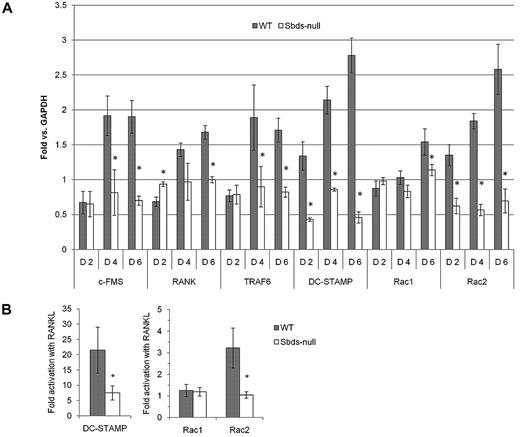 Figure 4. Sbds ablation results in the down-regulation of multiple genes important in OCG. (A) Quantitative real-time PCR was used to quantify gene expression on days 2, 4, and 6 of osteoclast cultures. Results are expressed as fold versus glyceraldehyde-3-phosphate dehydrogenase expression used as internal control. Sbds-null cells expressed significantly lower transcript levels of DC-STAMP and Rac2 on day 2 compared with WT cells, whereas expression of c-Fms, TRAF6, and Rac1 was unchanged. RANK expression was mildly increased in Sbds-null cells on day 2. All 6 genes were down-regulated by day 6 in Sbds-null cells; however, Rac1 was least affected at approximately 80% of WT levels (n = 3): *P < .01. (B) To examine whether Rac1 and Rac2 gene expression is RANKL-dependent, cells were cultured for 6 days in M-CSF alone or in combination with RANKL, and quantitative RT-PCR was performed. Results are expressed as fold activation in the presence of RANKL versus M-CSF alone, and compared with DC-STAMP expression, which is known to be RANKL-dependent. As expected, DC-STAMP was highly up-regulated by RANKL in WT cells, but this up-regulation was much less pronounced in Sbds-null cells. Rac1 gene expression was RANKL-independent; however, Rac2 was up-regulated 3.2-fold in WT cells but not in Sbds-null cells. Thus, Sbds-null cells exhibit defective RANK-mediated up-regulation of Rac2 and DC-STAMP (n = 3): *P < .05.