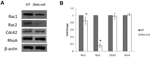 Figure 5. Quantification of Rho GTPase levels important in regulating actin dynamics and migration. Rho GTPase protein levels were analyzed on day 6 by Western blotting. (A) Sbds-null cells expressed slightly lower Rac1, and greatly reduced Rac2 levels versus WT cells. Levels of Cdc42 and RhoA were unchanged between WT and Sbds-null cells. Band intensities were normalized to β-actin used as loading control. (B) Quantification of band intensities by densitometry illustrating slightly reduced Rac1 and greatly reduced Rac2 levels (n = 4): *P < .01.
