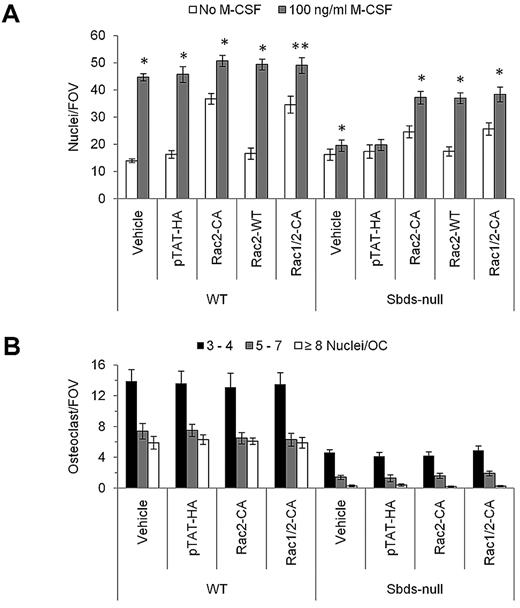 Figure 6. Supplementation of Sbds-null monocytes with Rac2 TAT fusion proteins rescues migration but not OCG. (A) Migration of Sbds-null monocytes toward 100 ng/mL M-CSF was rescued by preincubating cells with WT or CA Rac2 TAT fusion proteins before the migration assay. Addition of the empty vector (pTAT-HA) had no effect on migration of WT or Sbds-null monocytes. Only Rac2-CA increased basal WT monocyte migration in the absence of M-CSF, and neither Rac2-CA nor Rac2-WT appreciably further increased WT monocyte migration in the presence of M-CSF. Rac2-CA mildly increased basal SBDS-null monocyte migration, and in the presence of M-CSF both Rac2-CA and Rac2-WT increased Sbds-null monocyte migration to nearly WT levels. Cosupplementation of cells with equimolar Rac1-CA and Rac2-CA (Rac1/2-CA) did not further increase migration of WT or Sbds-null monocytes in the presence or absence of M-CSF over and above levels achieved by Rac2-CA alone. Statistical significance was measured by comparing the number of monocytes that migrated in the presence of M-CSF to resting values within each treatment group (n ≥ 3): *P < .005; **P < .01. (B) OCG was not rescued in Sbds-null cultures treated with Rac2-CA or Rac1/2-CA at concentrations that increased migration. Small (3 or 4 nuclei/OC), medium (5-7 nuclei/OC), and large (≥ 8 nuclei/OC) osteoclasts were quantified after TRACP staining. In both genotypes, there was no difference in the number of osteoclasts in each size category after treatments by pTAT-HA, Rac2-CA, or Rac1/2-CA versus vehicle alone (n = 4): P > .05.