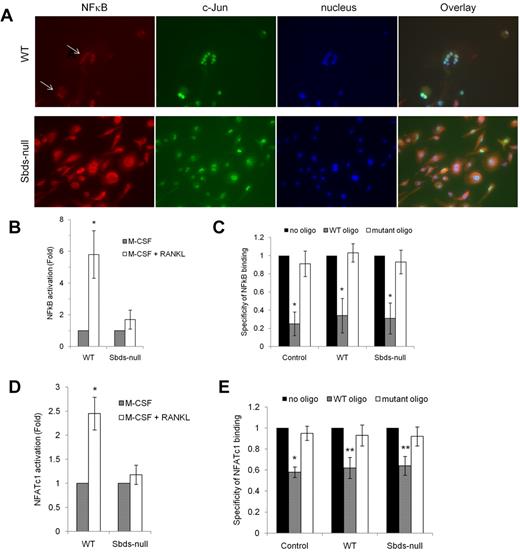 Figure 7. Sbds ablation is associated with impaired RANK signaling. (A) Signaling downstream of RANK was evaluated by immunostaining for NF-κB on day 6 of OCG. NF-κB was found to be activated only in WT osteoclasts as shown by its exclusively nuclear distribution (arrows). Sbds-null osteoclasts did not exhibit active NF-κB as shown by its cytoplasmic distribution. Both Sbds-null and WT osteoclasts demonstrated activated, nuclear c-Jun, a transcription factor not directly involved in RANK signaling in osteoclasts. The staining pattern was identical in day 4 osteoclasts. (B) Alternatively, activation of NF-κB was measured by performing an ELISA on NF-κB content in nuclear extracts of day 4 osteoclasts. Stimulation of WT cells by M-CSF and RANKL resulted in a significant 5.8-fold increase in nuclear NF-κB signal versus stimulation by M-CSF alone (n = 4): *P < .005. There was an insignificant increase in nuclear NF-κB signal after stimulation of Sbds-null cells with M-CSF and RANKL: P = .065. (C) Specificity of the NF-κB ELISA was verified with the addition of WT or mutant oligonucleotide competitors. WT oligo, representing the native consensus binding sequence of NF-κB (5′-GGGACTTTCC-3′), significantly inhibited NF-κB binding in the positive control (Jurkat cells stimulated with PMA and A23187), WT and Sbds-null nuclear extracts, whereas the mutant consensus oligonucleotide had no effect. Specificity of 1 signifies 100% specificity (n = 4): *P < .01. (D) Translocation of NFATc1 into the nucleus was evaluated as a second marker of the RANK signaling pathway by performing an ELISA on NFATc1 content in day 4 nuclear extracts. Stimulation of WT cells by M-CSF and RANKL resulted in a significant 2.5-fold increase in nuclear NFATc1 signal versus stimulation by M-CSF alone. There was no increase in nuclear NFATc1 signal after stimulation of Sbds-null cells with M-CSF and RANKL (n = 4): *P < .005. (E) NFATc1 ELISA showed good specificity as the WT oligo, representing the native consensus binding sequence of NFATc1 (5′-AGGAAA-3′), significantly inhibited NFATc1 binding in the positive control (leukoagglutinin-stimulated Jurkat cells), WT and Sbds-null nuclear extracts, whereas the mutant consensus oligonucleotide had no effect (n = 4): *P < .005; **P < .01.
