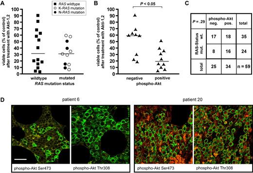Figure 1. Analysis of RAS mutation and Akt activation in primary MM samples. (A) RAS mutation status and sensitivity to Akt blockade in freshly isolated primary MM cells (n = 25). Viability measurements of MM cells cocultured with bone marrow stromal cells were performed after 5-day treatment with 10μM Akti-1,2. Sensitivity to Akt inhibition shows no obvious correlation with the presence or absence of RAS mutation. Medians are indicated. (B) Correlation between Akti-1,2 (10μM) sensitivity of freshly isolated, cocultured primary MM cells and the presence or absence of phospho-Akt in immunohistochemical stains of matched bone marrow biopsies (n = 19). Phospho-Akt positivity in the biopsies was significantly (P < .05) correlated with sensitivity to Akt inhibition of the respective MM cells. (C) RAS mutation in primary MM cells and phospho-Akt status in corresponding bone marrow biopsies (n = 59). RAS mutations were present in 16 of 34 phospho-Akt-positive and in 8 of 25 phospho-Akt-negative samples. (D) Two examples of MM patient biopsies with immunofluorescent double staining for plasma-cell marker CD138 (green) and either phospho-Akt Ser473 or phospho-Akt Thr308 (both in red). A phospho-Akt-negative (patient 6) and a phospho-Akt-positive (patient 20) sample are shown. Bar represents 75 μm.