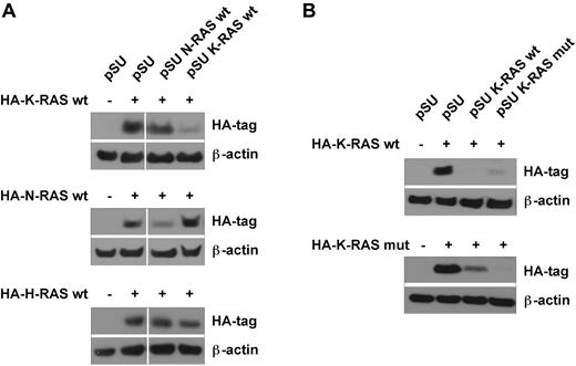 Figure 2. Verification of the isoform-specific shRNA expression vectors. MM.1S cells were transiently transfected with expression vectors for HA-tagged K-, N-, or H-RAS (1 μg/mL, 10 μg/mL, and 2 μg/mL, respectively) in combination with shRNA expression vectors against either K- or N-RAS, or empty pSUPER vector (15 μg/mL). (A) Exemplarily shown are Western blots for wild-type RAS proteins in combination with shRNA expression constructs based on the wild-type RAS alleles. Transfected cell fractions were purified and harvested for Western blotting 2 days after electroporation. The vertical white lines indicate that lanes representing a nonfunctional H-RAS shRNA expression vector have been deleted. (B) Expression of wild-type or mutant (G12A; the mutation present in MM.1S) K-RAS in MM.1S cells. Although allele-specific shRNA expression vectors may show slightly better efficiency with their perfect match, both lead to effective knockdown of mutant or wild-type K-RAS, rendering mutation specific knockdown impossible. β-Actin served as loading control.
