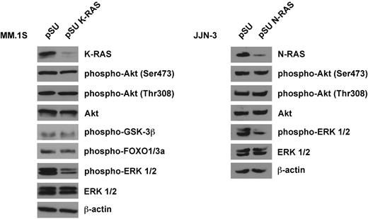 Figure 4. Western analysis of oncogenic RAS signaling. Knockdown of K-RAS in MM.1S cells (harboring an activating G12A K-RAS mutation) or N-RAS in JJN-3 cells (harboring a Q61K N-RAS mutation) led to strongly decreased levels of phosphorylated ERK1/2, indicative of involvement of the RAS/MAPK pathway in oncogenic RAS signaling. Phosphorylation levels of Akt and of its substrates FOXO1/3a and GSK-3β were not significantly affected (shown for MM.1S cells only). Cells were transfected with shRNA expression vectors (20 μg/mL) designed against either the mutant K-RAS allele (but which also leads to knockdown of the wild-type protein), or against both N-RAS alleles (the targeted sequence does not match the position of the mutation at codon 61), purified and harvested for Western analysis 2 days after transfection. β-actin served as loading control.