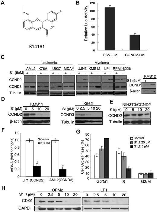 Figure 1. S14161 inhibited D-cyclin expression. (A) The chemical structure of S14161. (B) S14161 inhibited cyclin D2 promoter transactivation. NIH3T3 cells were first transfected with pRSV.Luc and pCCD2.Luc, respectively. Twenty-four hours later, cells were treated with S14161 for 20 hours, followed by performance of a luciferase activity assay as described in “Luciferase assay.” Luc indicates luciferase; RSV, Rous sarcoma virus promoter; and CCND2, cyclin D2. (C) Myeloma (JJN3, KMS12, LP1, and RPMI-8226) and leukemia (OCI-AML2, K76A, U937, MDAY) cells were treated with 5μM S14161 (S1) or vehicle for 24 hours. After incubation, cells were harvested and total proteins isolated. Expression of cyclin D1 (CCND1), cyclin D2 (CCND2), cyclin D3 (CCND3), β-actin, and tubulin was measured by immunoblotting. (D) KMS11 and K562 cells were treated with increasing concentrations of S1 for 24 hours. After incubation, cells were harvested and total proteins isolated. Expression of CCND2, CCND3, β-actin, and tubulin was measured by immunoblotting. (E) NIH3T3 cells were transfected with pcDNA3.1-CCND2 (under control of the cytomegalovirus promoter), followed by S1 treatment at indicated concentrations for 24 hours. Cells were harvested for CCND2 expression analysis. Tubulin was used as a loading control. (F) LP1 and AML2 cells were treated with 5μM S1 for 24 hours, and total mRNA was isolated. CCND2 (from LP1) and CCND3 (from AML2) expression was measured relative to 18S RNA by real-time reverse-transcription PCR. Data represent the mean ± SD percentage of D-cyclin expression relative to controls (ΔΔCT normalization; n = 3). (G) KMS11 cells were treated with increasing concentrations of S1. Twenty-four hours after incubation, cell cycle was measured by propidium iodide staining and flow cytometry. Data represent the mean ± SD percentage of cells at phases of the cell cycle (n = 3). A representative experiment is shown. (H) Myeloma cells OPM2 and LP1 were treated with S1 at indicated concentrations for 24 hours followed by cell lysates and immunoblotting assay against human CDK9–specific antibody. GAPDH was used as a loading control.