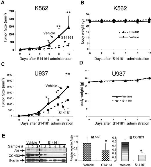 Figure 3. S14161 delayed the tumor growth in leukemia xenografts. K562 (A,B) and U937 (C,D) leukemia cells were injected subcutaneously into SCID mice. When the tumors were palpable, mice were treated with S14161 (100 mg/kg) or vehicle control intraperitoneally for 10 days (n = 10 per group). Tumor growth (A,C) and body weight (B,D) were monitored every other day. Data represent the mean ± SD of a representative experiment. *P < .05, **P < .001 by Student t test. (E) Tumor samples from U937 xenograft mice models after 10 days of treatment with S14161 were excised. Total AKT and cyclin D3 (CCND3) were evaluated by immunoblotting with specific antibodies (left). Relative expression of AKT (middle) and CCND3 (right) was quantitated by densitometric analysis based on the immunoblotting assay result (left). *Significant difference (P < .01) between vehicle control and S14161 treatment.