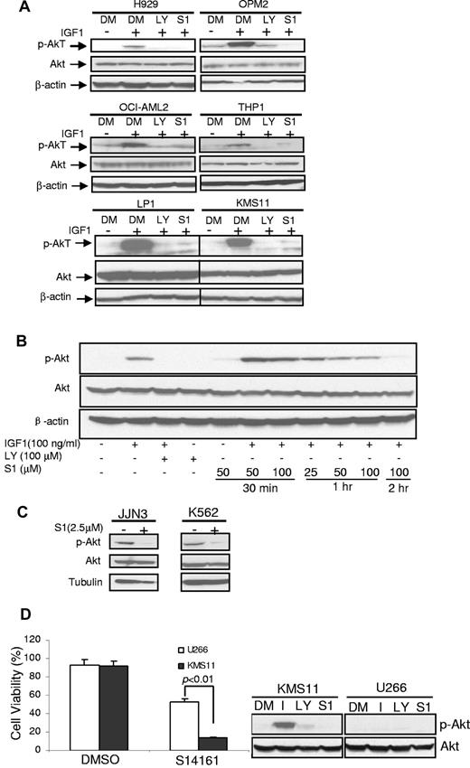 Figure 4. S14161 inhibited the PI3K signaling pathway. (A) Myeloma (H929, OPM2, LP1, and KMS11) and leukemia (OCI-AML2 and THP1) cells were starved overnight and then treated with S14161 (S1; 100μM for 2 hours), LY294002 (LY; 100μM for 30 minutes), or DMSO (DM; 2 hours), followed by 100 ng/mL IGF1 for 10 minutes. After incubation, cells were harvested and total proteins isolated. Expression of AKT, phospho-AKT (p-AKT), and β-actin was measured by immunoblotting. (B) KMS11 cells were treated with increasing concentrations of S1 for 0.5, 1, or 2 hours, followed by IGF1 stimulation. Cells were then harvested and total proteins isolated. Expression of AKT, p-AKT, and β-actin was measured by immunoblotting. (C) JJN3 and K562 cells were treated with S1 (2.5μM) or DMSO control for 24 hours. After incubation, cells were harvested and total proteins isolated. Expression of AKT, p-AKT, and β-actin was measured by immunoblotting. (D) Phosphorylated AKT was important for S14161-induced cell death. KMS11 and U266 cells were treated with increasing concentrations of 5μM S1 for 24 hours, followed by apoptosis analysis with annexin V staining. At the same time, KMS11 and U266 cells were subjected to AKT phosphorylation analysis.