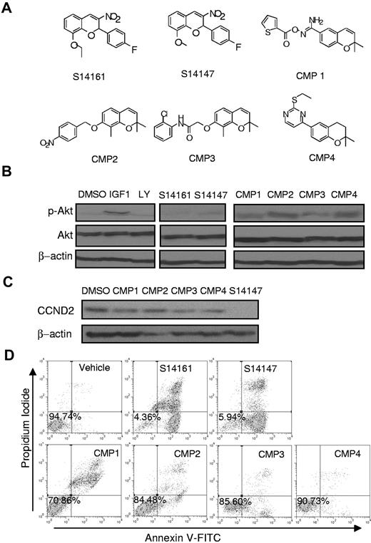 Figure 7. Evaluation of S14161 analogues. (A) The chemical structures of S14161, S14147, and compounds 1-4 (CMP1, CMP2, CMP3, and CMP4). (B) Starved KMS11 cells were treated by S14161, its analogs, or DMSO for 2 hours followed by 100 ng/mL IGF1 for 10 minutes. After incubation, cells were harvested and total proteins isolated. Expression of AKT, phospho-AKT (p-AKT), and β-actin was measured by immunoblotting. LY indicates LY294002. (C) KMS11 cells were treated for 24 hours with compounds 1-4 or S14147 or vehicle DMSO (each at 10μM). After incubation, cells were harvested and total proteins isolated. Expression of cyclin D2 (CCND2) and β-actin was measured by immunoblotting. (D) JJN3 cells were treated with 10μM S14161, S14147, compounds 1-4, or buffer control for 24 hours. After incubation, apoptosis was measured by annexin V–fluorescein isothiocyanate (FITC) and propidium iodide staining. A representative experiment is shown.