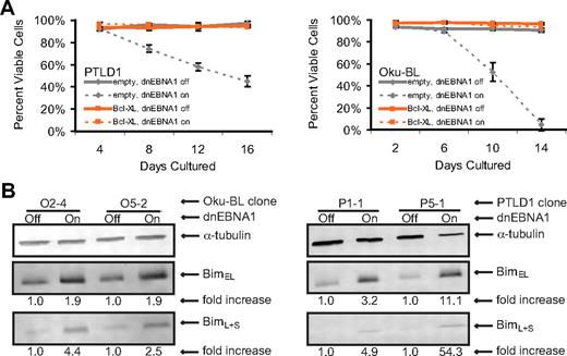Figure 2. EBV's antiapoptotic function in both PTLD1 and Oku-BL cells is efficiently complemented by Bcl-XL and involves the repression of the proapoptotic protein Bim. (A) Cells were assayed for global cell death by staining cells with trypan blue. Dashed lines represent cells in which dnEBNA1 is induced; solid lines, cells in which dnEBNA1 remains uninduced. (Left graph) PTLD1 cells (clone P5-1 only shown) transduced with a control vector (gray lines) or a Bcl-XL expression vector (orange lines). (Right graph) Oku-BL cells (clone O2-4 only shown). For each time point, at least 200 cells were analyzed. The average of at least 3 independent experiments ± SD is reported. (B) The levels of endogenous Bim isoforms were analyzed by Western blotting in Oku-BL cells 14 days after induction of dnEBNA1 or in PTLD1 cells 12 days after induction. One of 2 independent experiments is shown. The levels of Bim were normalized to α-tubulin levels and then compared with control cells (dnEBNA1 off) whose normalized level was arbitrarily set to one. Bim isoforms L and S are not resolved on these blots.
