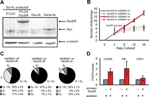Figure 4. MycER, in the presence of Bcl-XL, is not sufficient to drive the proliferation of PTLD1 cells. (A) The level of MycER expression was analyzed by Western blot in Bcl-XL–protected PTLD1 cells and found to be comparable with the level of Myc in several BL cell lines (Oku-BL and Dante-BL) in which Myc is misregulated. (B) The growth of cell populations was measured over time in cells losing EBV but gaining MycER function. Dashed lines represent cells in which dnEBNA1 is induced; solid lines, cells in which dnEBNA1 is uninduced. Gray lines trace cells in which MycER is inactive, red lines cells in which MycER is activated (beginning 4 days after dnEBNA1 was induced). All cells were previously transduced with a Bcl-XL expression vector (Bcl-XL-protected). The average of 4 independent experiments ± SD is shown. The difference in the total number of doublings by day 16 between cells in which MycER is inactive or active is statistically significant (P = .04, one-sided Wilcoxon rank-sum test). (C) The percentage of cells in each stage of the cell cycle was determined by propidium iodide staining and fluorescence-activated cell sorting analysis. PTLD1 cells were analyzed 16 days after dnEBNA1 induction or mock induction and 12 days after activation or mock activation of MycER. The average of 3 independent experiments ± SD is shown. The reduction in the percentage of cells in G1/G0 in the presence of active MycER (from 87% to 82%) is statistically significant (P = .02, one-sided Wilcoxon rank-sum test). (D) RT-PCR of Myc target genes in cells in which EBV is evicted and MycER is active or inactive (day 16 from panel A). Target gene levels were normalized to β-actin levels and then compared with the control (inactive Myc) levels, which were arbitrarily set to one. The average of 3 independent experiments ± SD is shown.