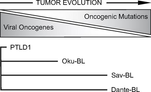 Figure 5. A hypothesis for EBV-induced lymphomagenesis. EBV transforms B lymphocytes, providing cells with much potentially oncogenic information. However, the viral genes these EBV-positive “proto” tumor cells express are immunogenic, placing the cells under strong negative selection by the immune system. In response, tumor cells evolve to express fewer viral genes by gaining cellular mutations that replace the functions of viral oncogenes. Different tumor cells express distinct sets of latent viral genes reflecting their in vivo evolution away from dependence on the virus and toward dependence on cellular mutations. The lengths of the lines for each tumor cell line reflect the hypothesized extent of this evolution.