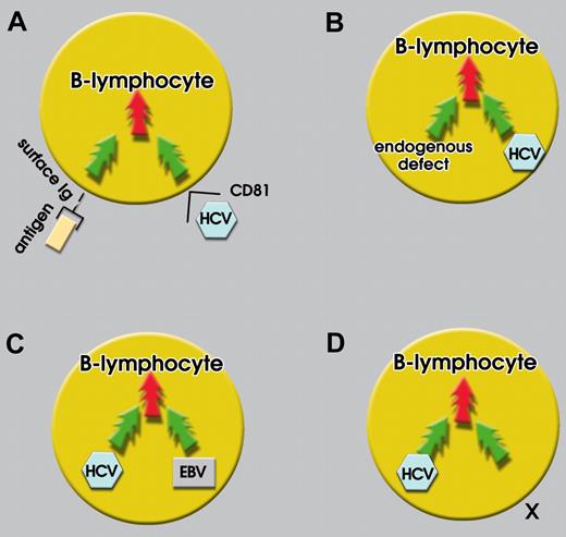 Figure 2. Integration of an HCV-derived oncogenic signal with an HCV-independent one. Individually, signals are subliminal and nononcogenic (green arrows); on integration, signals may become supraliminal and oncogenic (red arrows). Four examples of signal integration are shown. (A) HCV-E2 protein-CD81 interaction and specific antigen-surface Ig interaction. (B) An endogenous defect (eg irf-1−/− mice) and HCV infecting a B cell. (C) HCV and EBV coinfection. (D) HCV infection and signal X (eg, environmental factor or others).