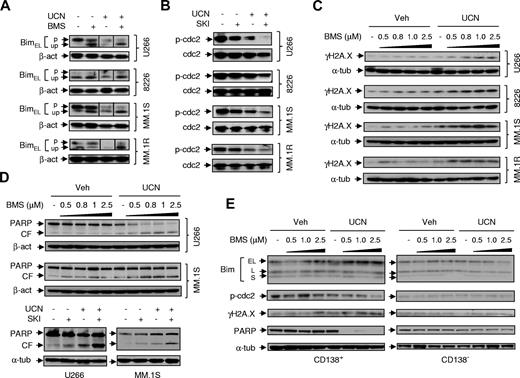 Figure 2. Coexposure to Src inhibitors and UCN-01 leads to unphosphorylated BimEL accumulation, enhanced p34cdc2 activation, and increased γH2A.X expression. (A) MM cell lines were exposed (24 hours) to UCN-01 (U266, 150nM; RPMI 8226, MM.1S, and MM.1R, 100nM) ± 1μM BMS354825, after which phosphorylation and expression of BimEL were assessed by Western blot analysis using a Bim antibody (Calbiochem) that is able to distinguish both the phosphorylated (p, slowly migrating) form from the unphosphorylated (up, fast-migrating) form. Vertical lines have been inserted to indicate repositioned gel lanes. (B) After being treated with UCN-01 (U266, 150nM; RPMI 8226, MM.1S, and MM.1R, 100nM) ± SKI606 (U266 and RPMI 8226, 2μM; MM.1S and MM.1R, 1μM), Western blot analysis was performed to examine dephosphorylation/activation of p34cdc2 at the inhibitory site Y15. In parallel, total p34cdc2 was monitored for comparison. (C) Cells were exposed (24 hours) to UCN-01 (U266, 150nM; RPMI 8226, MM.1S, and MM.1R, 100nM) ± the indicated concentrations of BMS354825, after which phosphorylation of the atypical histone H2A.X at S139 (designated γH2A.X) was monitored by Western blot analysis. (D) MM.1S and U266 cells were treated as described in (B) and (C) for 24 or 48 hours, respectively, after which Western blot analysis was performed to monitor PARP cleavage. (E) Primary CD138+ MM cells (Pt2) and their CD138− counterparts were exposed (24 hours) to 100nM UCN-01 ± the indicated concentration of BMS354825, after which expression of Bim using an antibody (ProSci) that recognizes total protein levels of 3 isoforms (EL, L, and S), T14/Y15 phosphorylated p34cdc2, γH2A.X, and PARP were assessed by Western blot analysis. CF indicates cleavage fragment.