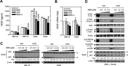 Figure 4. Cotreatment with BMS354825 and UCN-01 inhibits VEGF expression in MM cells in association with disruption of Src function. (A) MM cells were exposed (16 hours) to UCN-01 (U266, 150nM; RPMI 8226, MM.1S, and MM.1R, 100nM) ± BMS354825 (0.5μM), after which ELISA assays were performed to monitor VEGF levels, using a standard curve (supplemental Figure 5B), in cell-culture supernatants. Numbers indicate P values versus untreated controls. (B) MM.1S and U266 cells were treated with UCN-01 (MM.1S, 100nM; U266, 150nM) ± 0.5μM BMS354825 for 6 hours (MM.1S) or 16 hours (U266), after which total RNA was isolated and subjected to quantitative PCR analyses to assess human VEGF-A mRNA levels, as described in the supplemental Methods. VEGF expression was expressed as the fold increase relative to values for untreated controls (arbitrarily set at 1). (In panels A and B, results represent the means ± SD for triplicate determinations performed on 3 separate occasions. (C) MM.1S and U266 cells were incubated with UCN-01 (MM.1S, 100nM; U266, 150nM) ± the indicated concentrations of BMS354825 for 16 hours, after which cells were lysed and subjected to Western blot analysis to detect expression of VEGF. d, dimer; m, monomer. (D) U266 cells transfected with wt c-Src were treated with 150nM UCN-01 ± the indicated concentrations of BMS354825 for 16 hours, after which Western blot analysis was performed to monitor phosphorylation of Src (Y418) and its substrates, including FAK (Y576/577), p130Cas (Y410), and paxillin (Y118), as well as phosphorylation of ERK1/2 and PYK2. Vertical lines have been inserted to indicate repositioned gel lanes. In parallel, expression of intracellular VEGF was detected. In panels C and D, the blots for VEGF monomer were quantified by determining integrated density using a densitometer. Values indicate fold changes for drug-treated cells compared with untreated cells.