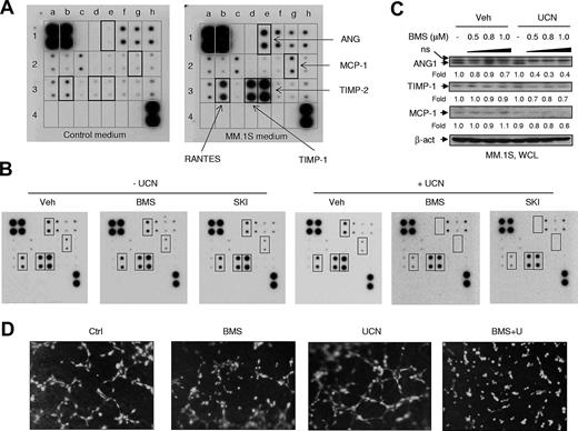 Figure 5. Cotreatment with Src inhibitors and UCN-01 inhibits both production of multiple angiogenic factors by MM cells and in vitro tube formation of HUVECs. (A) MM.1S cells were washed twice with serum-free medium and then cultured for 24 hours in fresh RPMI 1640 medium containing 10% FBS, after which the supernatants (MM.1S medium) were prepared by centrifuging twice at 500g for 10 minutes each. Control (fresh RPMI 1640 medium with 10% FBS) and MM.1S media were then subjected to the angiogenesis antibody array. According to the table of corresponding factors (supplemental Figure 5C), the angiogenic factors expressed in MM.1S medium, compared with control medium, are highlighted by black squares. (B) MM.1S cells were incubated (16 hours) with 1μM BMS354825 or SKI-606 ± 100nM UCN-01, after which the same array was performed to assess the effects of the drug treatments on the production of angiogenic factors. (C) In parallel, whole cells were lysed and subjected to Western blot analysis to monitor the expression of corresponding factors. The blots were quantified by determining integrated density. Values indicate fold changes for drug-treated cells compared with untreated cells. WCL, Whole-cell lysate; ns, nonspecific bands. (D) Primary HUVECs were preincubated with the cell-permeable dye Calcein AM, and then seeded and incubated (2 hours) with 0.1μM BMS354825 ± 100nM UCN-01 using reduced growth factor basement membrane matrix. Images were captured using an inverted fluorescent microscope (10× magnification). Results are representative of triplicate experiments.