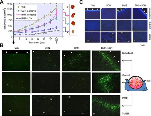 Figure 6. Coadministration of BMS354825 and UCN-01 markedly suppresses tumor growth in association with a striking induction of MM-cell apoptosis in vivo. (A) NCr-nu/nu mice were subcutaneously inoculated with 107 MM.1S cells in the right rear flank. After tumors were measurable, 50 mg/kg of BMS354825 ± 0.5 mg/kg of UCN-01 were administrated daily for 14 days. Tumor size was monitored every 2 days. Values represent the means ± SD for 8 mice, and numbers indicate P values vs UCN-01 administrated alone. After the final drug dose, tumors were excised (inset). (B-C) Cryosections of the excised tumors were stained by TUNEL with 4,6-diamidino-2-phenylindole, dihydrochloride counter-staining. Fluorescent images were captured at 20×/0.50 magnification in the superficial, central, and deep regions within tumors. Arrows indicate the dermal facet of tumors. m, muscle.