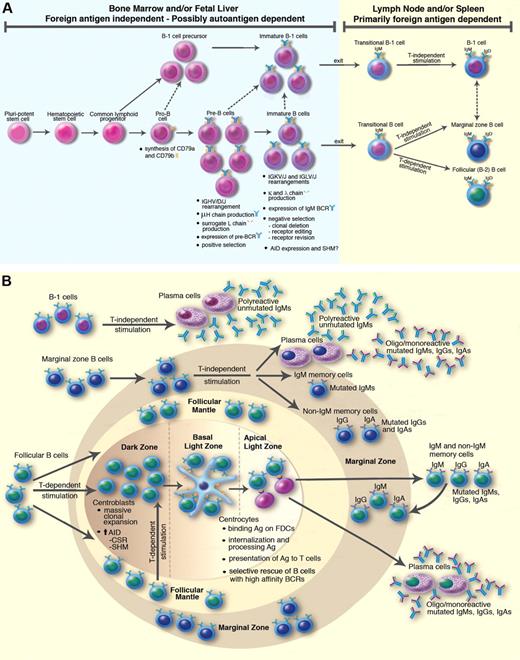 Figure 1. Maturation of B lymphocytes. This schema is compiled from information derived from murine and human studies of B-cell differentiation. Note that the B-1 cell lineage has not been identified in humans; therefore, the scheme is based on information from mouse studies. The schema is not all-inclusive; it focuses on issues relevant to the discussion of possible precursors of CLL cells. (A) Normal B-lymphocyte maturation occurs in 2 phases: “foreign antigen independent,” occurring primarily in fetal liver or bone marrow (depending on species); and “primarily foreign antigen dependent,” occurring in the periphery in LNs and spleen. Autoantigen interaction could influence B cells expressing complementary BCRs during both phases in positive and negative manners, although the extent to which this occurs remains unresolved. For classic (non–B-1 cell) B-lymphocyte maturation, BCR-mediated signaling is important from at least the pre–B-cell stage of differentiation when a BCR composed of a rearranged and translated IGHV/D/J rearrangement associates with the monomorphic surrogate L chain. BCR-mediated signaling through this receptor is either constitutive or induced by binding of autologous epitopes within the local environment; in the latter case, the diversity of the bound epitopes is limited because not all translated IGHV/D/J rearrangements associate with the translated surrogate L-chain receptor and also because the monomorphic structure of translated surrogate L chain does not provide antigen-binding diversity. Engagement of this receptor leads to positive selection and clonal amplification of B-cell precursors with restricted IGHV/D/J structures that can be autoreactive. At the immature B-cell stage of maturation, when translated IGHV/D/J and IGK/J or IGL/J rearrangements are paired, negative selection for higher-affinity autoreactive BCRs occurs; this process involves clonal deletion, receptor editing of the rearranged κ or λ L chain, or receptor revision of the IGHV gene. It is assumed that the same process occurs for cells of the B-1 lineage. Note that some B lymphocytes with low affinity for autoantigens do exit to the periphery. Thus, in the normal setting, B cells with no or low affinity for autoantigen move to the periphery as transitional B cells. These cells are selected into the mature B-cell repertoire as either MZ B cells or follicular (FO) B cells by T cell-independent or T cell-dependent BCR stimulation, respectively. At this step, smIgD appears. It is assumed that T cell-independent signaling is important for B-1 cells in this regard. (B) Illustration of GC and some of the consequences of antigen experience of B-1 cells, MZ B cells, and FO B cells. MZ B cells (IgMhighIgDlow) take up residence in the MZ of the spleen or MZ-like areas in human tonsillar subepithelial areas, dome regions of Peyer patches, and subcapsular regions of LNs. When they encounter T cell-independent antigens, they can respond without undergoing isotype class switching or IGV gene mutations and give rise to plasma cells secreting polyreactive, unmutated IgMs that serve as protectors from virulent microbes or eliminators of catabolic autologous molecules. MZ B cells can undergo isotype class switching or IGV gene mutation, again giving rise to plasma cells that produce oligoreactive/monoreactive Igs. Switched and nonswitched memory cells can be generated as well. B-1 cells, like MZ B cells, respond to T-independent stimulation and give rise to plasma cells producing primarily polyreactive unmutated IgMs that provide protection against infections and remove cellular debris. See the text for suggestions that B-1 cells and MZ cells, when antigen experienced, could be “memory-like.” FO B cells are the main source of mutated, isotype switch protective Igs. When these cells bind foreign antigen within (follicular mantle) or outside (blood or lymph) solid tissues, they migrate to LNs or spleen and, with the help of nonlymphoid cells and T cells, build GCs and initiate GC reactions. Within the dark zone, activated FO cells (centroblasts) down-regulate BCRs and expand at an extremely rapid rate, acquiring IGV mutations with each round of cell division. Subsequently, cells move into the basal light zone where they re-express BCRs (centrocytes) and have the opportunity to bind the initial stimulatory foreign antigen that is held in its native state on the surface of follicular dendritic cells. Those cells with BCRs that can bind these antigens are provided with a temporary survival signal; access to these antigens is limited and in this way B cells with higher affinity for the antigen are preferentially selected to avoid apoptosis and proceed to the apical light zone. In this area, B cells that have bound the initiating antigen express fragments on their cell surfaces, associated with major histocompatibility complex class II molecules, and receive a permanent survival signal from antigen-specific T cells (“follicular T cells”). The affinity-matured, often isotype-switched B cells then differentiate into plasma cells and produce oligoreactive/monoreactive Igs or become memory cells; some of these memory cells migrate to the MZ and to the bone marrow (latter not shown). Finally, AID, the enzyme required for IGV mutations and isotype class switching, is definitely expressed in FO B cells during GC reactions. It is still unclear whether AID is expressed in human B cells at more immature stages of maturation (eg, immature B cells and transitional B cells; A) or that mature down different pathways (eg, MZ B cells and B-1 cells; B).