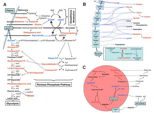 Figure 5. Alterations of specific pathways in HbS cells. Metabolites in red are increased in HbS cells versus normal RBCs. Metabolites in blue are decreased in HbS cells versus normal RBCs. Metabolites in black are unchanged in HbS cells versus normal RBCs. †Metabolites are related to RBC age and not SCD. *Metabolites are not detected in our study. **Metabolites cannot be set apart from its isomers. The solid black arrow indicates an enzymatic transformation; the solid blue arrow, a facilitated diffusion (passive transport) through RBC membrane; and the dashed blue arrow, a secondary active transport through the RBC membrane. (A) GSH metabolism, ascorbate metabolism, glycolytic activity, and pentose phosphate pathway. (B) Amino acid transport by RBC membrane and role of carnitine in cell membrane turnover. (C) Arginine and polyamine metabolism.