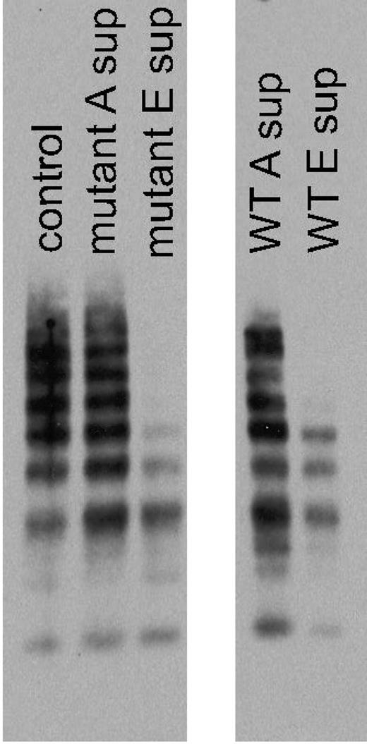 Figure 2. VWF multimers from VWF:IbCo ELISA. Serial VWF:IbCo ELISA measurements were performed and the supernatants analyzed for multimer distribution. A control plasma sample is shown in the first lane, followed by the supernatant from the initial ELISA well for the tGPIbα235Y;239V construct (mutant A sup) and the supernatant after 5 serial incubations with tGPIbα235Y;239V (mutant E sup) in the absence of ristocetin. The last wells show the supernatant from the initial ELISA well for the wild-type GPIbα construct (WT A sup) and the supernatant after 5 serial incubations with wild-type GPIbα (WT E sup) in the presence of 1 mg/mL ristocetin.