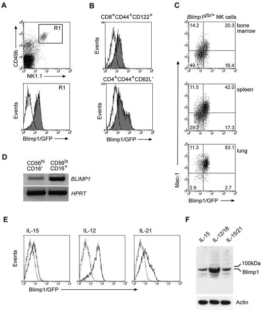 Figure 1. Blimp1 is constitutively expressed in NK cells and is up-regulated during their maturation. (A-B) Blimp1gfp/+ splenocytes were stained with antibodies as indicated and gated on either (A) NK1.1+CD49b+TCRβ− NK cells (R1) or (B) TCRβ+CD8+CD44+CD122+ or TCRβ+CD4+CD62L− effector/memory phenotype T cells. (C) NK cells from indicated organs of Blimp1gfp/+ mice were identified as in (A) and analyzed for GFP and Mac-1 expression. Numbers in the plots show the proportion of NK cells in each quadrant. (D) Peripheral blood NK cells were isolated from healthy human donors and sorted into CD16+ and CD16− subpopulations. After RNA isolation and cDNA synthesis, transcripts were measured for BLIMP1 and HPRT by semiquantitative PCR. (E-F) DX5+ NK cells isolated from Blimp1gfp/+ (solid line) and wild-type mice (dotted line) were cultured in IL-15 for 5 days before being transferred into IL-15 plus cytokines as indicated. GFP expression was measured after 2 days (E). Wild-type NK cells were also subjected to Western blotting using antibodies as indicated (F). The results are representative of 3-6 independent experiments.