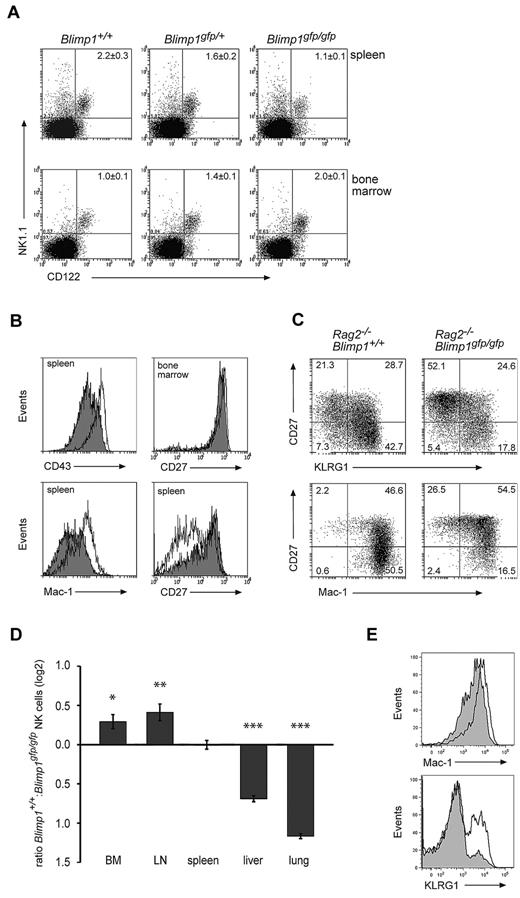 Figure 3. Loss of Blimp1 alters NK-cell maturation and homeostasis. (A) Rag1−/−Ly5.1 mice were lethally irradiated and reconstituted with E14.5 fetal liver cells of the indicated genotypes. Donor derived (Ly5.2+) cells from the spleen and bone marrow of these mice were analyzed 6-8 weeks after reconstitution for the indicated markers. Numbers are the mean ± SEM for 4-6 mice. (B-C) Lethally irradiated Rag2−/−γc−/− mice were reconstituted with E14.5 Rag2−/−Blimp1+/+ or Rag2−/−Blimp1gfp/gfp fetal liver cells. After reconstitution, NK cells (NK1.1+CD49b+) in the spleen or bone-marrow cells were analyzed for the markers as indicated. Open histograms, Rag2−/−Blimp1+/+; filled histograms, Rag2−/−Blimp1gfp/gfp. Numbers in the plots show the proportion of NK cells in each quadrant. Results are representative of at least 3 experiments each containing 3-4 mice. (D) Bone marrow chimeras were generated by reconstitution of lethally irradiated C57BL/6 Ly5.1+ mice with a 1:1 mixture of Ly5.1+ and Blimp1gfp/gfp (Ly5.2+) bone marrow and analyzed after 10-12 weeks. The ratio of Ly5.1+ NK cells and Ly5.2+ Blimp1gfp/gfp NK cells in different organs is shown as the mean ± SEM (n = 6-9). P value compares the indicated values to zero: *P = .03; **P = .007; ***P < .00001 (E) Marker expression on Ly5.2+ Blimp1gfp/gfp (filled histogram) or Ly5.1+ wild-type NK cells (open histogram) in mixed bone-marrow chimeras.