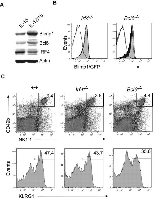 Figure 6. Blimp1 expression in NK cells is independent of IRF4 and Bcl6. (A) DX5+ NK cells were expanded in IL-15 for 5 days and then transferred into cytokines for 2 days as indicated. Protein extracts were subjected to Western blotting with antibodies to the indicated proteins. (B) Blimp1gfp/+ mice were bred on Irf4−/− or Bcl6−/− backgrounds and TCRβ−NK1.1+CD49b+ NK cells were analyzed for Blimp1/GFP expression (empty histogram, wild-type control; filled black histogram, Blimp1gfp/+; filled gray histogram, Blimp1gfp/+ and deficient for the indicated transcription factor). (C) Flow cytometric analysis of splenocytes isolated from Irf4−/−, Bcl6−/−, or control mice (top panel). Gated TCRβ−NK1.1+CD49b+ NK cells are shown in the lower panel. Numbers indicate the proportion of cells of the indicated phenotype. The results shown are representative of 3-6 independent experiments.