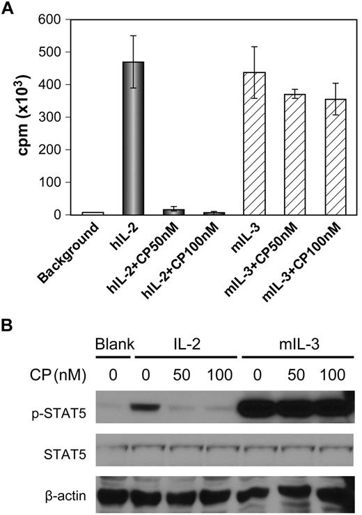 Figure 2. Inhibition of cytokine-mediated proliferation of 32Dβ cells by CP-690,550 showed specificity for the γc/Jak3/STAT5-signaling pathway. (A) After cytokine starvation for 24 hours, 32Dβ cells were stimulated with human IL-2 or murine IL-3 for 48 hours with and without CP-690,550. 3H-thymidine was added during the last 6 hours of the cultures. Cells were then harvested and analyzed for 3H-thymidine incorporation. (B) After cytokine starvation for 24 hours, 32Dβ cells were stimulated with 1 μg/mL of human IL-2 or 10 ng/mL of murine IL-3 for 2 hours with and without the addition of CP-690,550. The cell lysates were immunoblotted with an anti–phospho-STAT5 monoclonal antibody and an anti-STAT5 antibody. β-Actin was used as an input control. Data are presented as means ± SD (A) and are representative of 3 independent experiments.