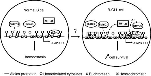Figure 7. Hypothetical model of the mechanisms involved in regulation of Aiolos transcription and consequence of its overexpression on the cell survival in leukemogenesis of CLL. The chromatin status at the Aiolos promoter in CLL is defined by the demethylation of DNA and an enrichment of euchromatin associated histone markers, compared with normal B cells. These epigenetic modifications should allow its upstream effectors, such as NF-κB, constitutively activated in CLL, to gain access to promoter, resulting overexpression of Aiolos. Ikaros does not seem deregulated at its expression level in CLL. This Aiolos deregulation could participate in the survival of cells from CLL patients.