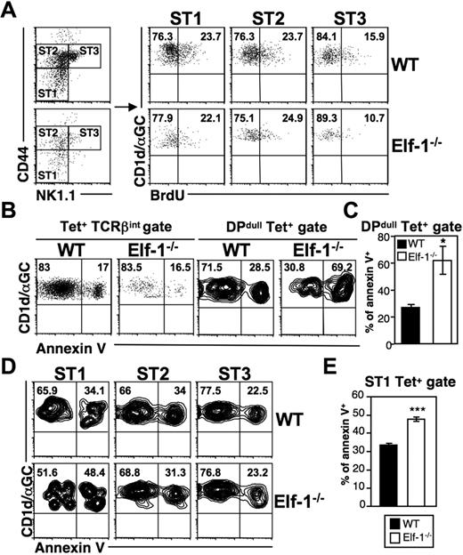 Figure 6. NKT cells in Elf-1−/− mice display normal proliferation but increased cell death during early development. (A) WT and Elf-1−/− mice were injected with BrdU and analyzed 3 days later. iNKT cell–enriched thymocytes were stained with CD1d/αGalCer tetramer and mAb against TCRβ, CD44, and NK1.1, and then analyzed by flow cytometry. Tetramer+TCRβ+ cells were further gated to distinguish stage I (CD44lowNK1.1−, ST1), stage II (CD44highNK1.1−, ST2), and stage III (CD44highNK1.1+, ST3) NKT cells (left). BrdU incorporation by iNKT cells at each of these stages is shown in the right panel. Data shown are representative of 2 independent experiments. (B-E) Thymocytes were isolated from WT and Elf-1−/− mice, stained with CD1d-αGalCer tetramer and mAb against various cell surface markers including annexin V, and then analyzed by flow cytometry. (B) Percentages of annexin V+ cells within the tetramer+TCRβ+ (left) and tetramer+DPdull (right) gates. Data shown are representative of 3 independent experiments. (C) Bar graphs depict means ± SD for the proportion of annexin V+ cells within the tetramer+DPdull population (n = 4 for each group; *P < .05). (D) The proportions of annexin V+ cells within each iNKT-cell stage. Data shown are representative of 3 independent experiments. (E) Bar graphs depict the means ± SD for the proportion of annexin V+ cells within the stage I gate (n = 4 for each group; ***P < .001).