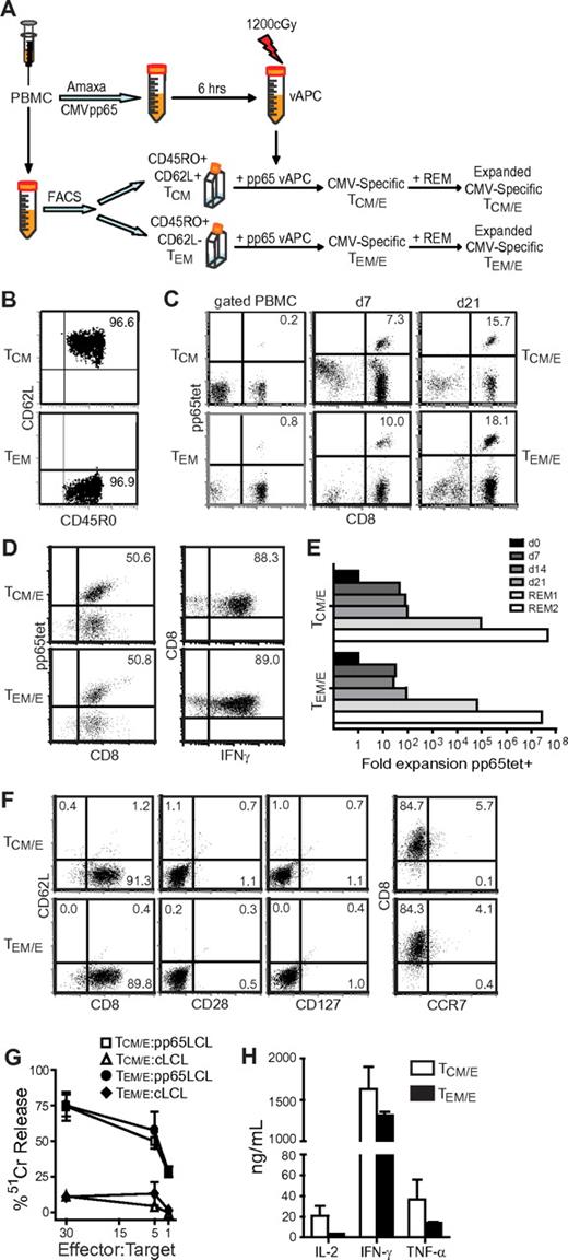 Figure 2. TE cells derived from TCM and TEM in vitro are similar in phenotype and function. (A) Schematic of methods for deriving CMV-specific TCM/E and TEM/E. Purified TCM, TEM, and pp65-expressing vAPCs were generated from the same CMV-seropositive donor's PBMCs. (B) CD45RO and CD62L staining of TCM (top) and TEM (bottom) after sorting from PBMCs. (C) CD8 and pp65-tetramer staining of gated PBMCs (left panels) and of CMV-specific TCM/E and TEM/E at day 7 (middle panels) and 21 (right panels) after stimulation with vAPCs. Histogram quadrants are based on staining with isotype and negative tetramer controls, and percentage of double-positive cells is indicated. (D) pp65 tetramer and intracellular IFN-γ staining of TCM/E and TEM/E before infusion, after overnight coincubation with LCL-pp65. (E) Fold expansion of pp65-tetramer+ cells was determined by multiplying the total number of cells by the percentage pp65tet+ (determined as shown in panel C) found at days 0, 7, 14, and 21 of vAPC stimulation and 14 days after the first and second anti-CD3 (REM) stimulations; these values were then normalized to the input cell number (day 0). (F) Expression of CD62L, CD127, CD28, CCR7, and CD8 on the TCM/E and TEM/E cell products. (G) Cytotoxic activity of TCM/E and TEM/E cell products against auto-LCLs loaded with either an HLA-A2-restricted control peptide (cLCL) or CMV pp65 peptide (pp65LCL). Mean percentage of 51Cr release (± SD) of triplicate wells is depicted. (H) Cytokine production by TCM/E and TEM/E. Supernatants were collected after coincubating T cells overnight with CMV pp65 peptide-loaded auto-LCLs, and mean (± SD of triplicate wells) cytokine levels were determined using cytometric bead array.
